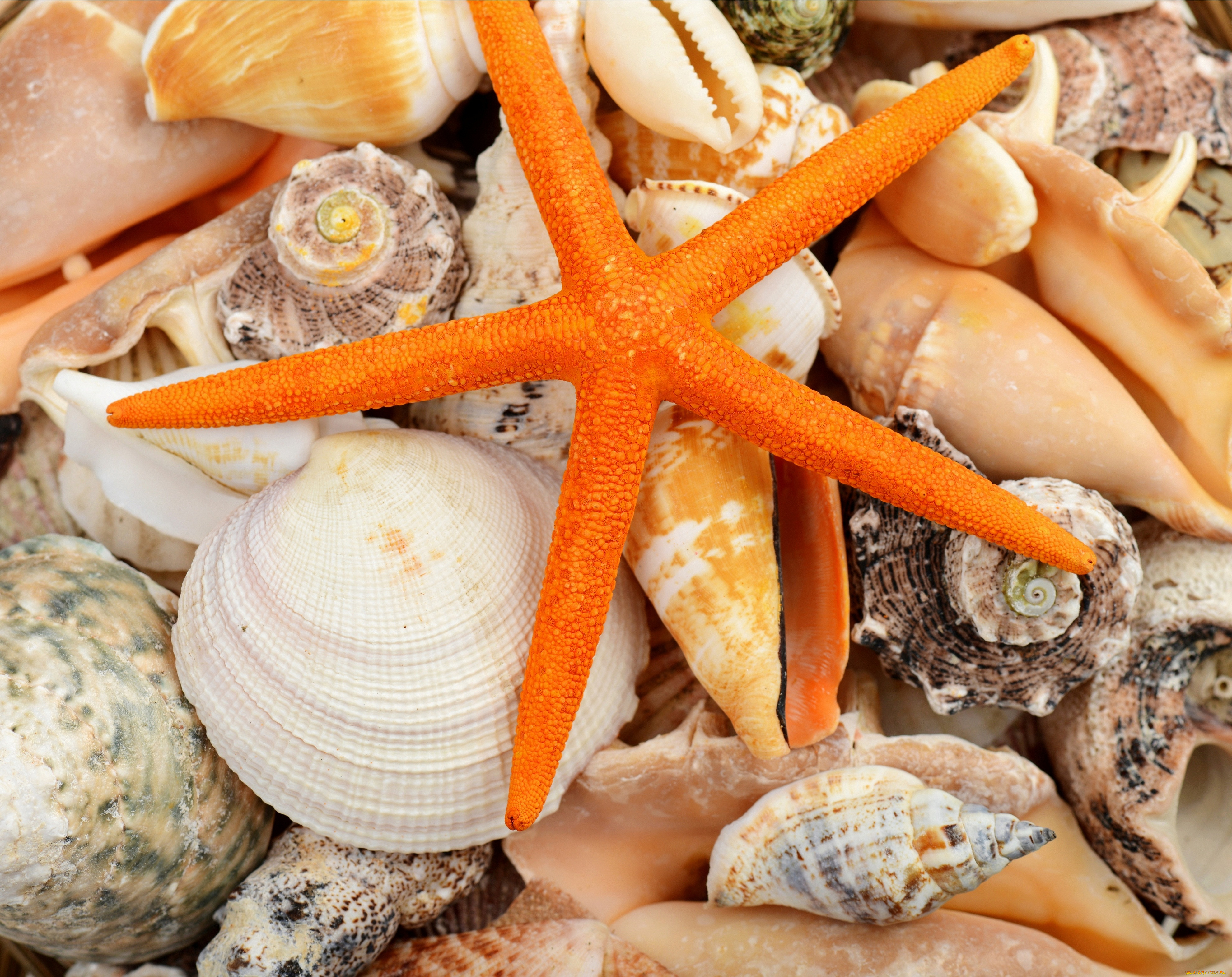 , ,  ,    spa-, , , marine, starfish, shells, seashells